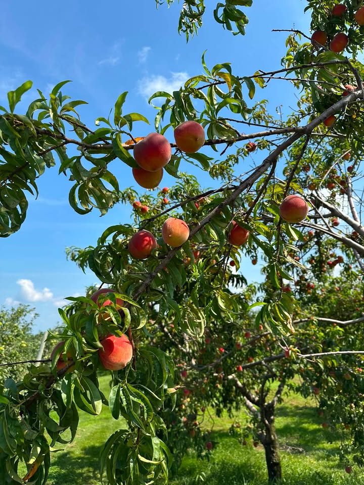 Karnes Orchard