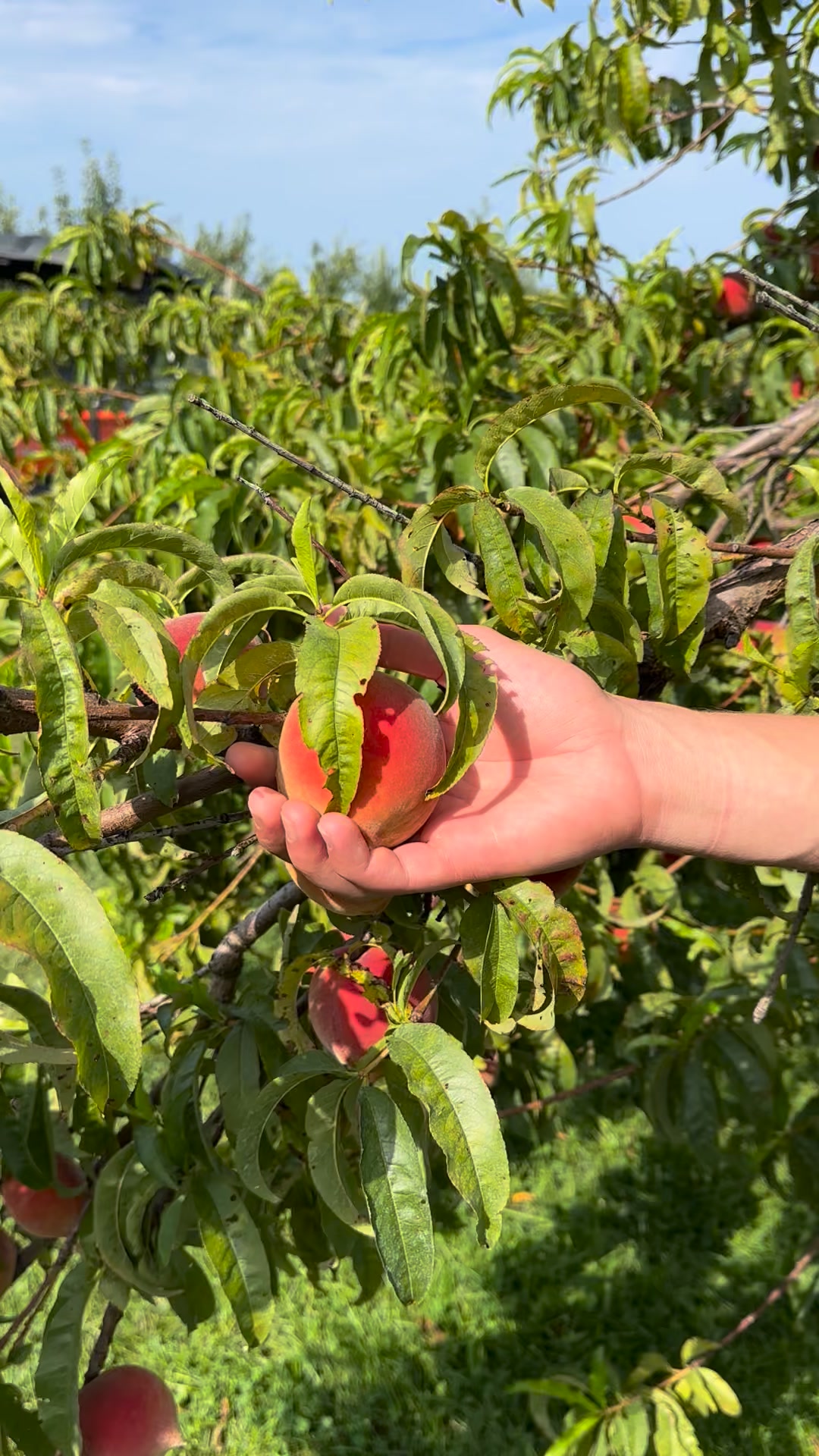 Karnes Orchard