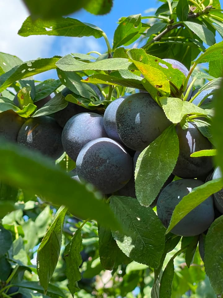 Karnes Orchard